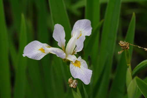 Iris virginica #9